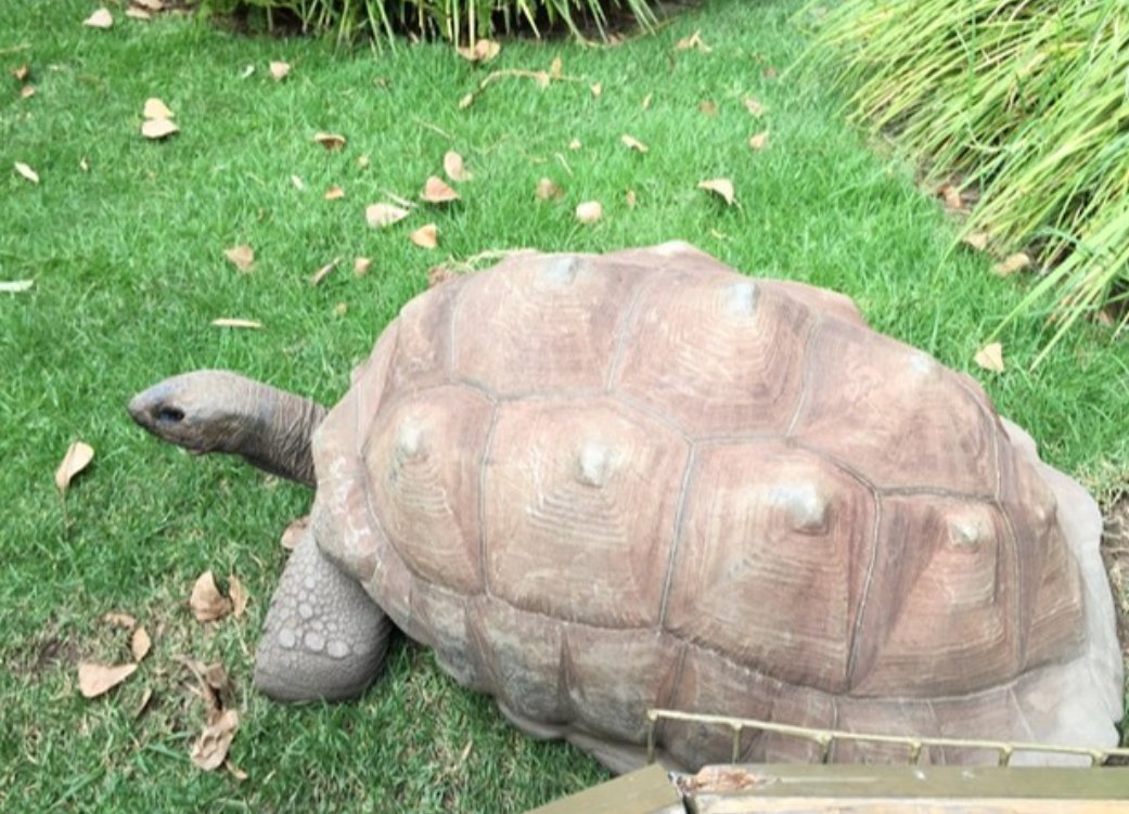 somalifung's tweet photo. My favourite non human. Still want one!! #Turtles #Tortoise #CutestCreatures #Fav #Love 🐢🐢 https://t.co/gw6wSy5iOw