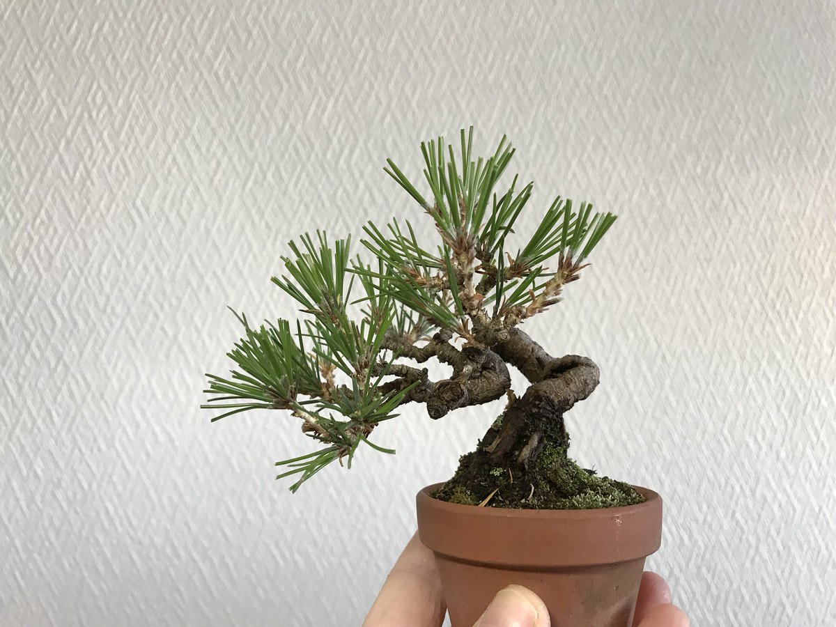 Bonsaiちえ 豆松屋 山崎ちえ בטוויטר 黒松の針金かけ 古葉とハカマをとり 多い葉の数を減らして平均化し 針金かけました 盆栽 黒松