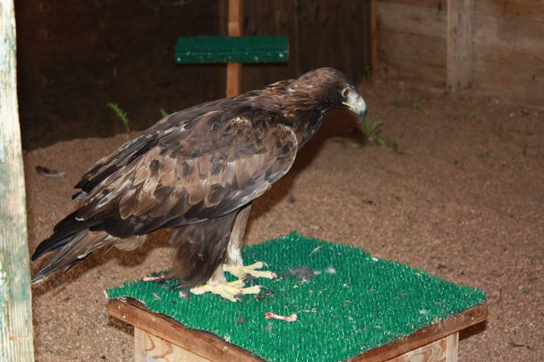 There is still time to donate for #ColoradoGivesDay! Your donation helps birds like Captain, a Golden Eagle who was admitted with West Nile Virus. He is still struggling, but makes progress everyday. #WildlifeRehab #GoldenEagle #Colorado coloradogives.org/BirdsofPrey