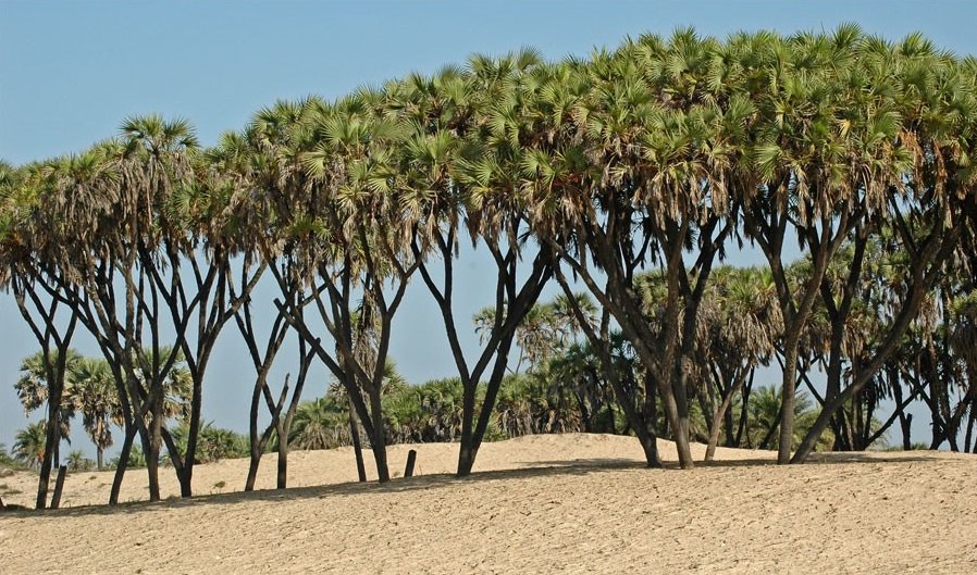 VisitDiu's tweet photo. Found nowhere else in India, the Hokka trees are in the list of "Unique things of Diu". A tree whose branches move out in different directions from a common trunk and yield fruits which are edible and have medicinal properties.@incredibleindia #VisitDDnnDNH #PlacesInDiu https://t.co/qrisXt639Z