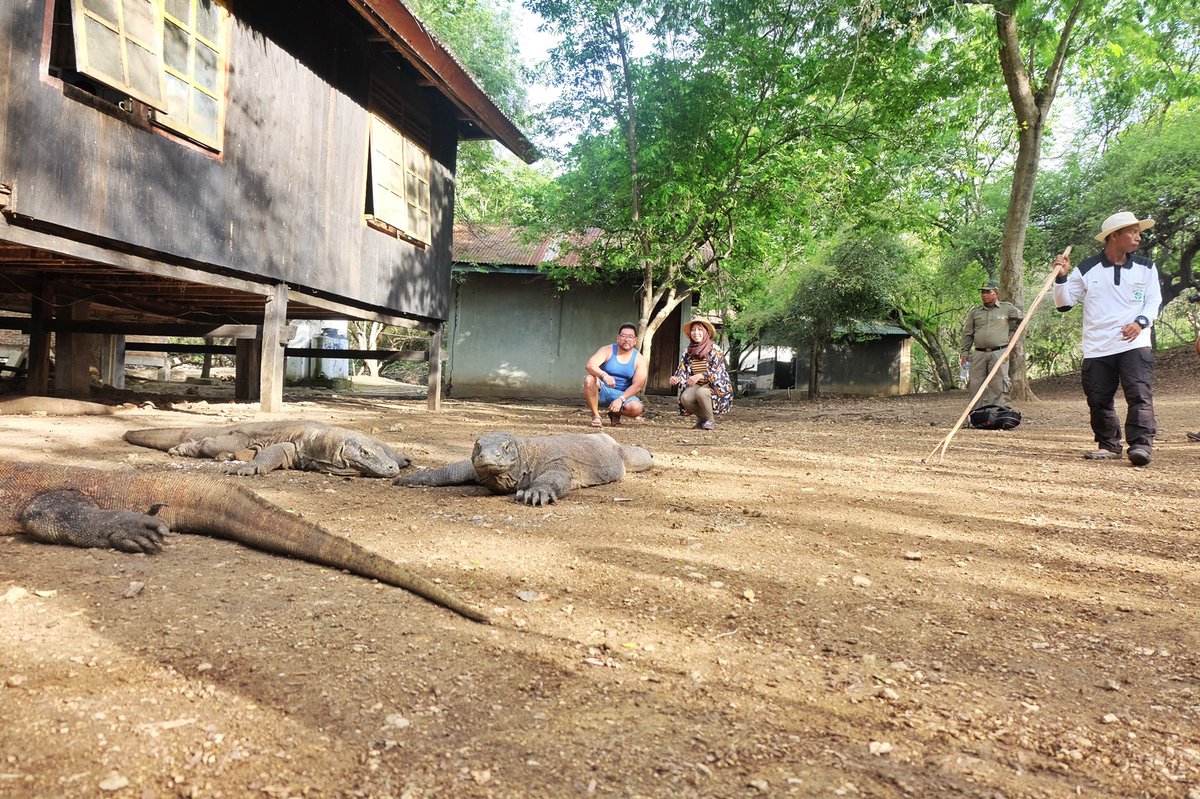 Ini penampakan si hewan kekar komodo di Pulau Rinca. Cerita lengkapnya ada di travelmulu.com/post/168216202… yaaa! <a href="/indtravel/">Ind Travel</a>