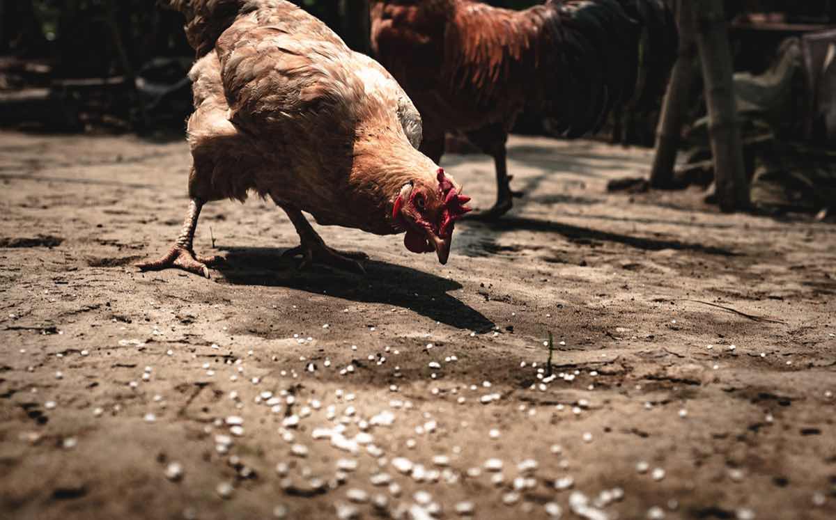 dtwooduk's tweet photo. Cargill Joy Poultry #Meats Production (#CJoy), a joint venture between Cargill &amp; Jollibee, has inaugurated its new #Philippine #poultry processing plant.
https://t.co/w6EJ3J8xH7 https://t.co/ie0GwwnMkR