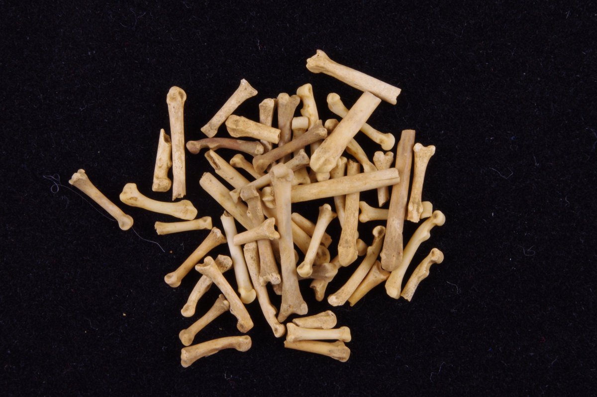 Now published! Red squirrel and cat bones found in waste pits @ St John's Car Park, #Northampton. Possible small-scale medieval furrier activity. Article by Simon Carlyle, <a href="/geberj/">Geber Jatlaoui</a> &amp; Philip Armitage published in Northamptonshire Archaeology 39 #medievalarchaeology #zooarchaeology