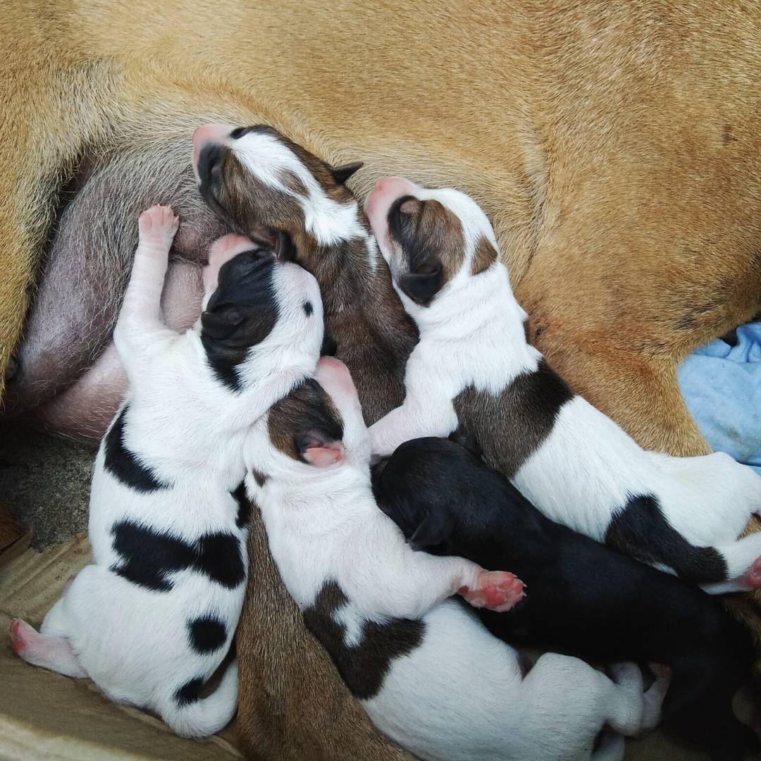 NamithaAnand's tweet photo. Vijayanagara stage https://t.co/Z0MghHg4CV born puppies and neighbourhood wants them all gone even though upon checking they are of absolute no threat to https://t.co/LYA8opja1I and medicines are being provided.Adopters have been found still they threaten to kill them.pls help. https://t.co/ec92aznTTd