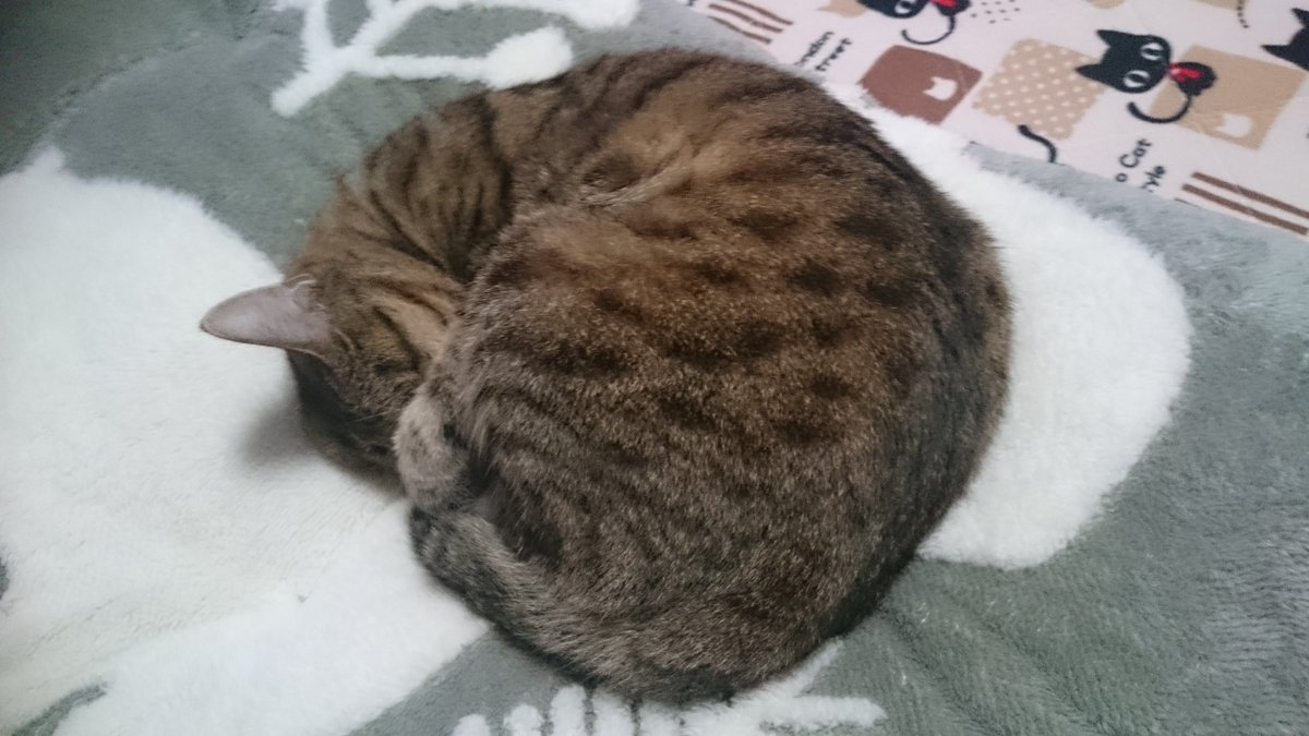 simasima3tomo3's tweet photo. 丸々寝( ˇωˇ )💤💤
#シマシマ連合 https://t.co/xzGv0b9NU8