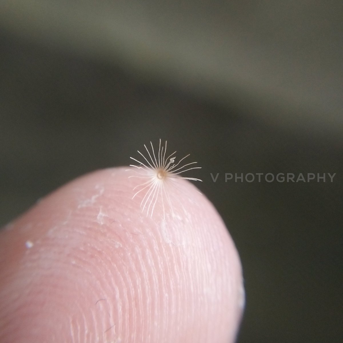 vinayroffl's tweet photo. One ozm thing smaller than finger tips !!
Dying stage of a small flower 🙃
Macro Photography.
#OPPOA37 #Cliplens
@MacroPhotoFun
@MacroPhoto @Macrophotoworks @MacroPhotografy @photography of small things !! https://t.co/rSZ9SASaxW