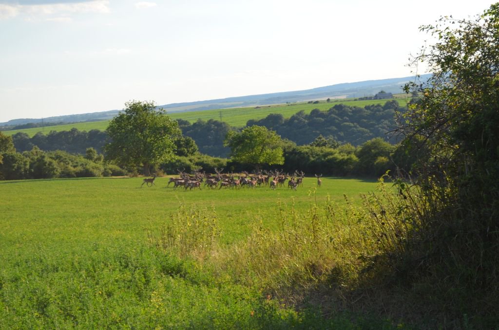 MatthewsHunting's tweet photo. There are only few places in Europe where you can see herds of red stags like this! :) One of them is one of my favorite hunting areas in central Slovakia - https://t.co/HuppWlTk5Q! https://t.co/dUC84KI3Am