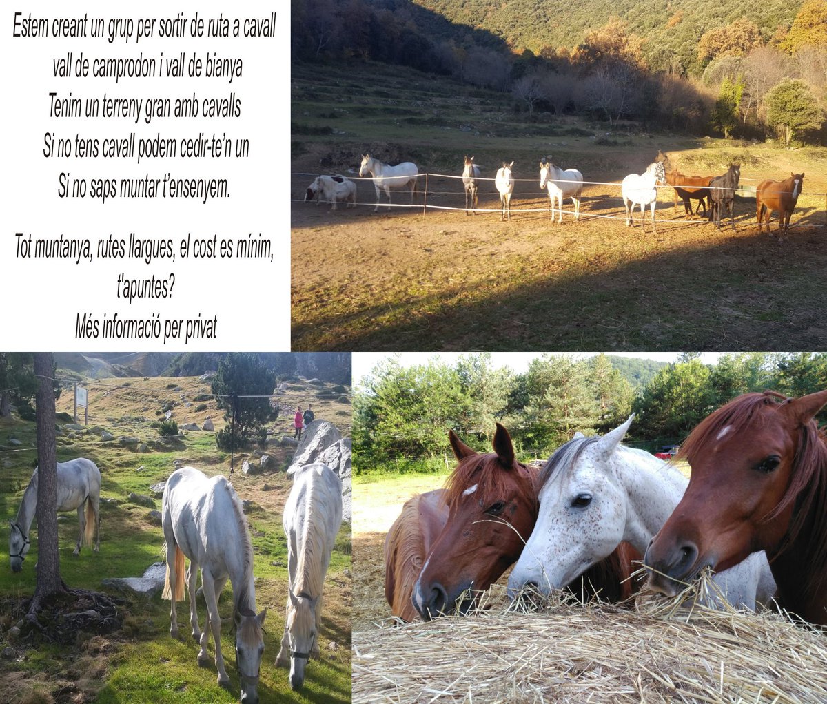 fferrervi's tweet photo. Cavalls i muntanya. T'APUNTES? https://t.co/eAgpYWyDmA