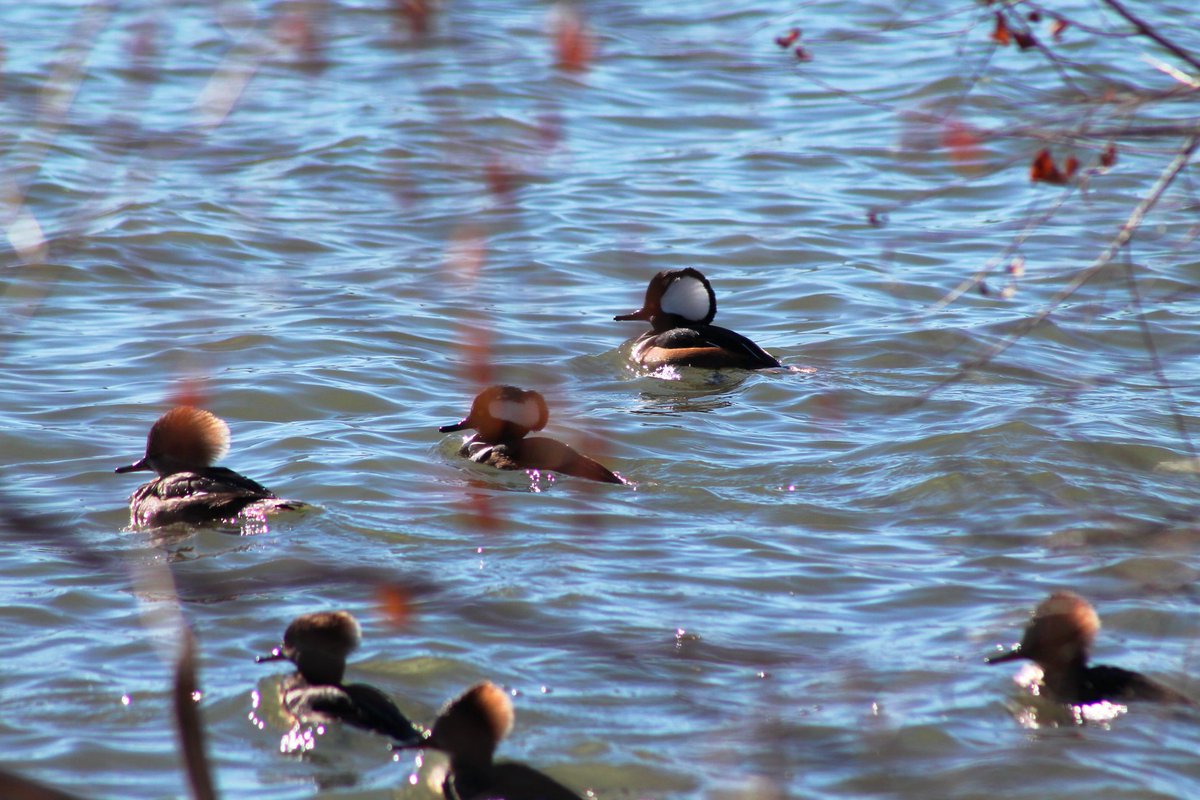 #HoodedMergansers