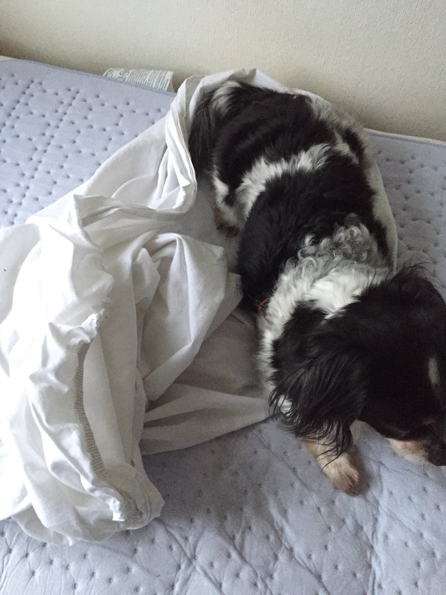 CookTheDog's tweet image. Wat zeg je? Bed afhalen? Ik dacht het niet!