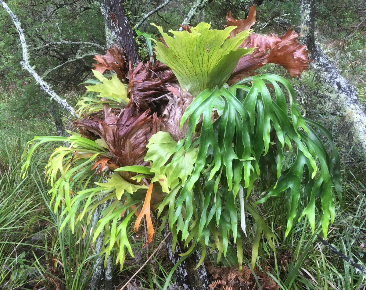 DrDMichael's tweet photo. Came across this amazing elkhorn epiphyt today, pretty sure there was a treefrog calling from within #JBfirestudy #ozplants https://t.co/AgjWTpOJeu