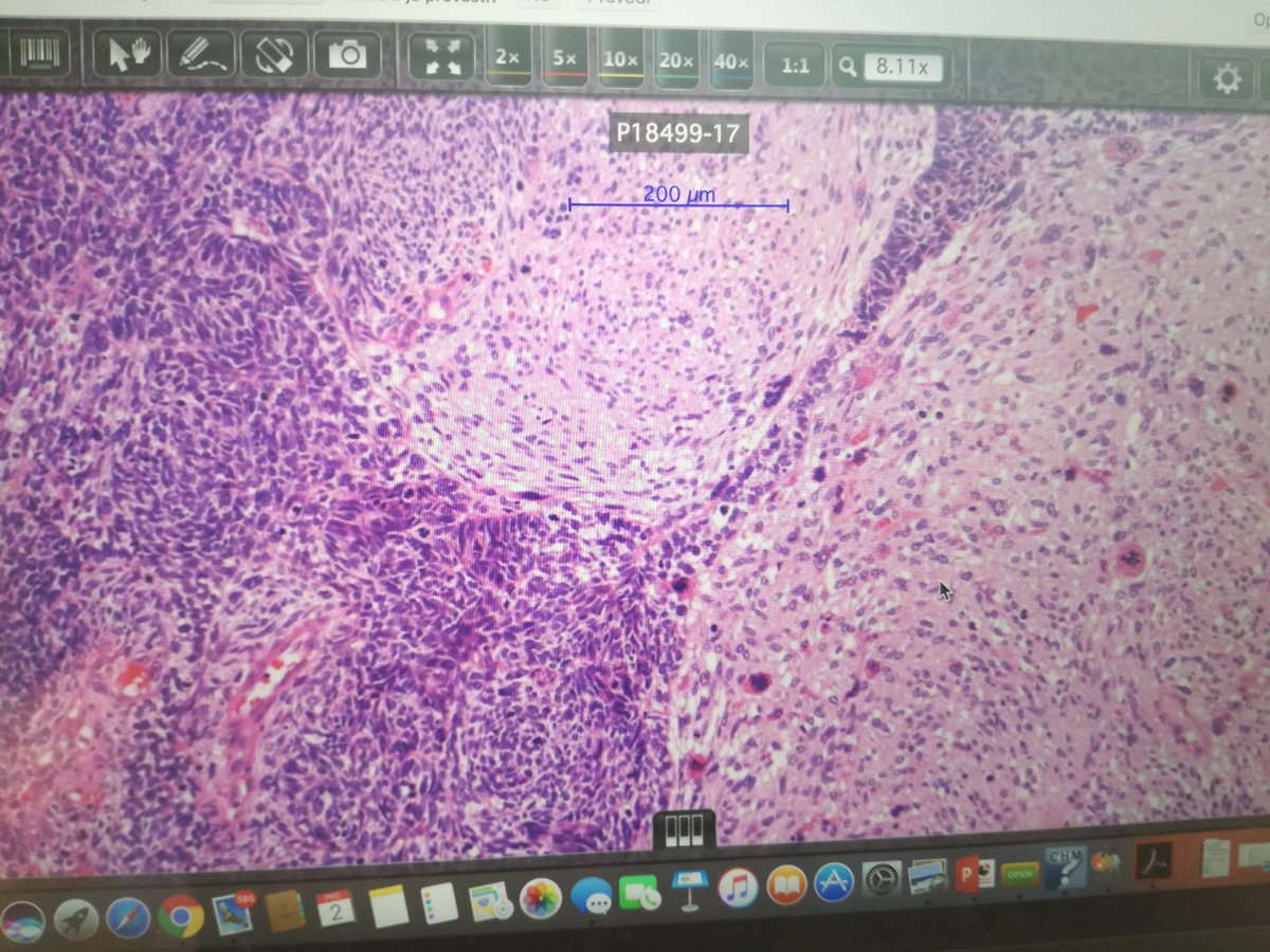 Zlatko Marusic tweet media