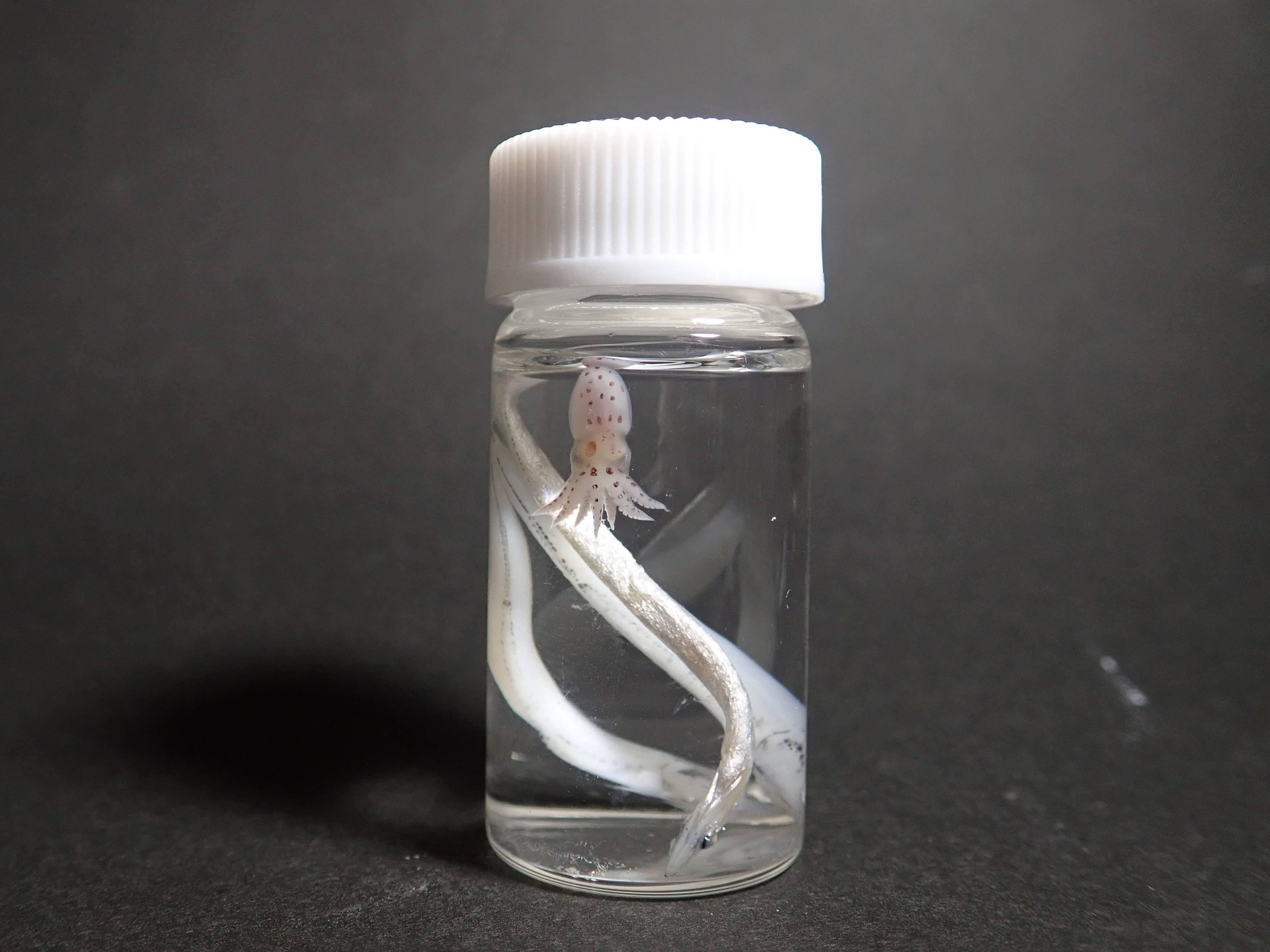 透明骨格標本のエーアンドゼット 透明骨格標本化 ステップ4 脱色 漂白剤によって標本個体がもともと持っている色素を抜いていきます これによって全身に透明感がぐっと出てきます 体の色素は抜けても 試薬による軟骨染色は抜けません T Co