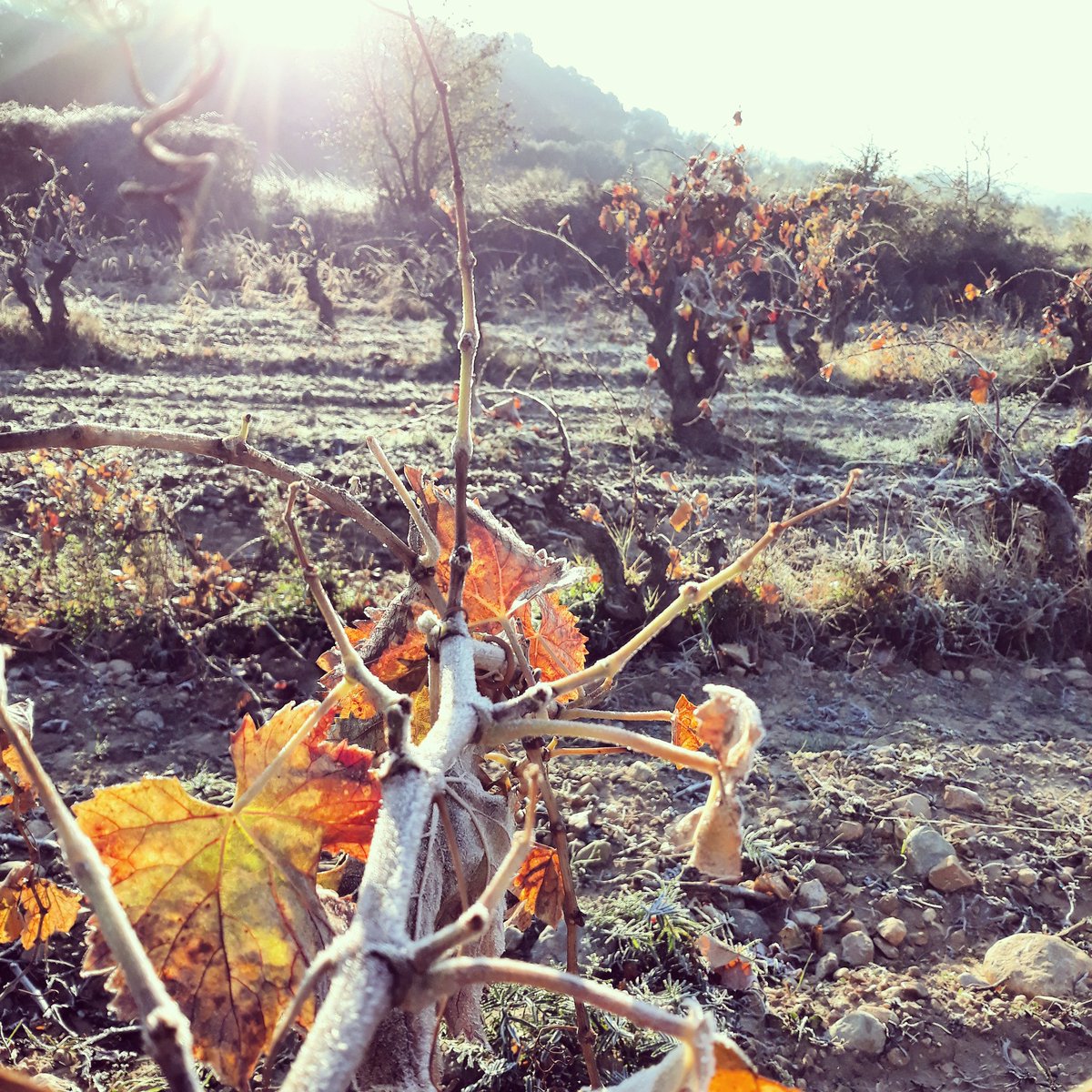CellerFrisach's tweet photo. Recollint el fruit del fred! #EntreVinyes #Poda2017 #TerritoriVernatxa #CorberAdEbre #TerraAlta #orgullpagès #organicwine #orgasmicLands #NaturalmentVi #vinyesambànima #VernatxaPeluda #winelovers🍷 #wineaddict #winedayeveryday https://t.co/qP8sIJLwJU
