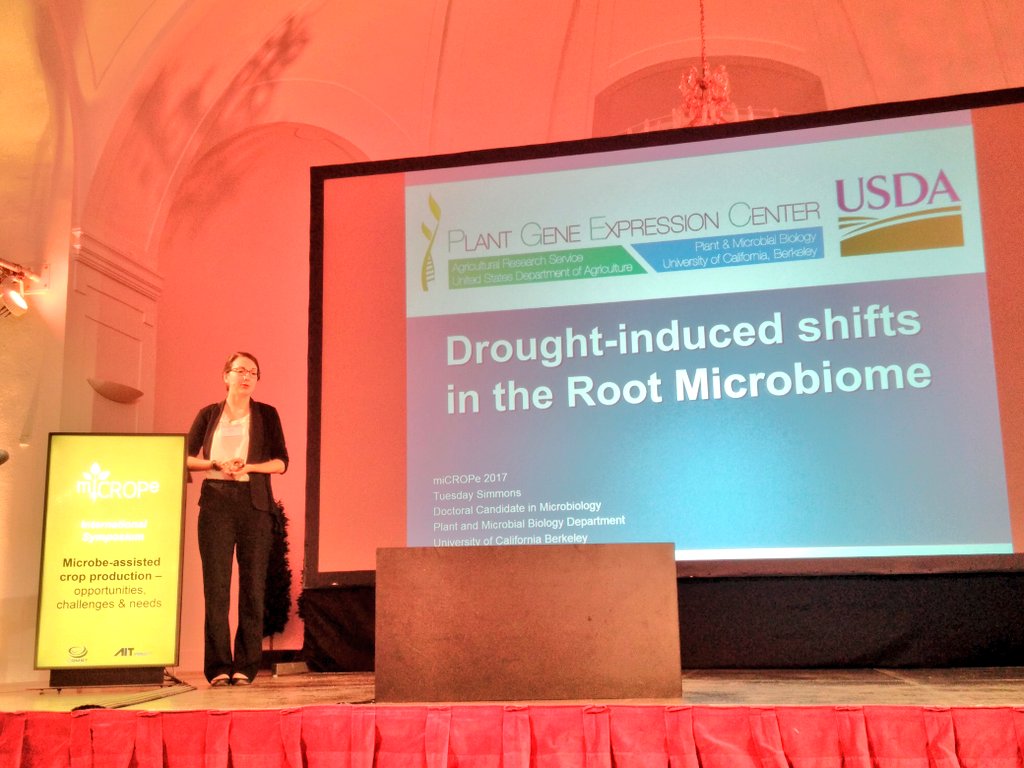 morontafelix's tweet photo. Actinobacteria species increase in abundance during drought stress in many many plants, as @tuesdays314 shows in #micrope2017. "Are these bacteria recruited by the plant?" is the question addressed by her. https://t.co/JP3T4RO9Ib