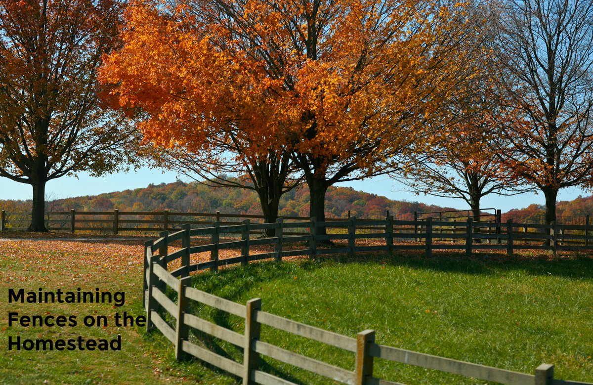 OurHappyMedium's tweet photo. #homesteadlife #homesteadfencing #fencemaintenance #homesteadmaintenance #maintainnigfences #ourhappymedium #outridingfences #usetherighttools #toolsforthehomestead #fencingtools https://t.co/WRFL3iYj0k https://t.co/VXLYQnvvpY
