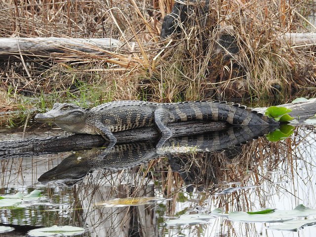 FloridaSeaGrant's tweet photo. RT @MyFWC: Alligators are a conservation success in #Florida. Population is estimated at 1.3 million #alligators of every size. #FWC2017 https://t.co/W28KbRGQ2n
