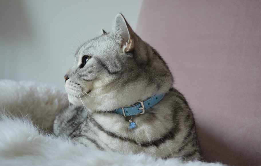 House_of_Coco's tweet image. From @ChoupettesDiary-inspired collars to the cosiest dog beds, the luxury gifting game for pets has never been stronger! houseofcoco.net/festivefeels-l… #luxurygiftsforpets #ChristmasGiftGuide