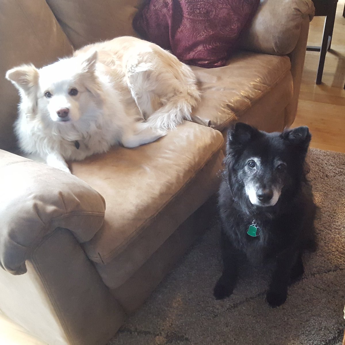 MariaErna's tweet photo. The King and his Queen. Diesel Dog & Foxy Roxy
#SoulMutts #Fluffy #Pups #DogsOfInstagram #BorderCollie
#AussieShepherd
#LakeLife #Big
✌❤🤘 https://t.co/CfDDaJMEzG