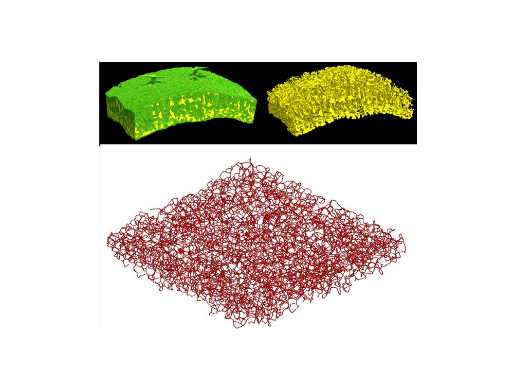 Research Highlight: tinyurl.com/y9kte7tr about tinyurl.com/y9aqa3mn: Manipulating the cell/airspace ratio to optimize photosynthesis.