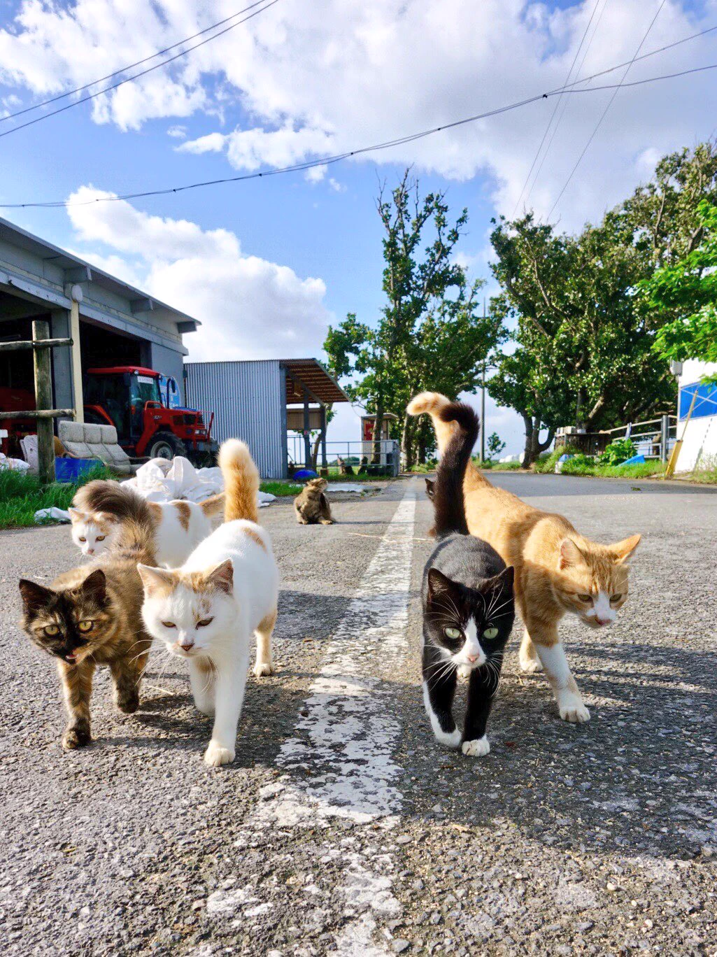 どんどん猫が迫ってくる〜！可愛すぎる集団に胸キュンが止まらない写真！