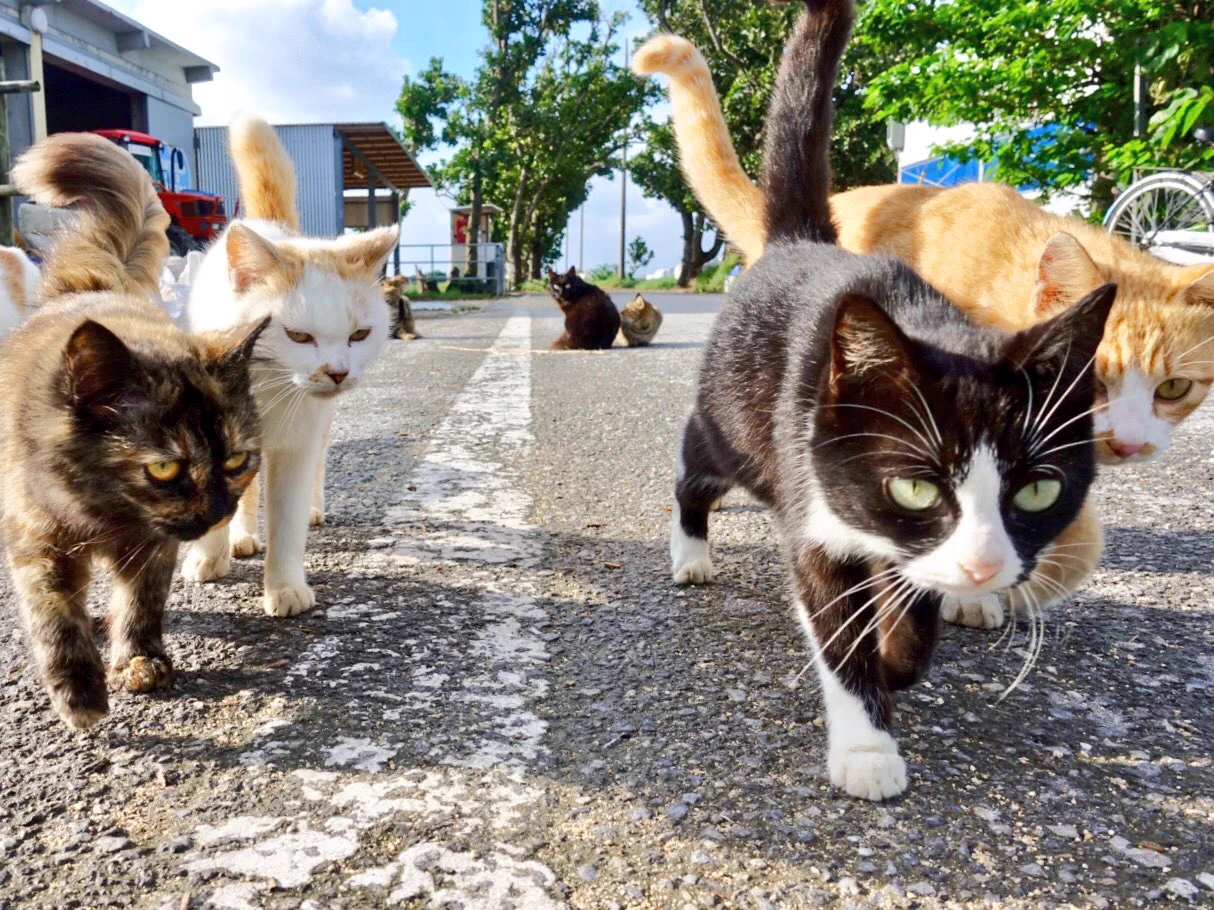 どんどん猫が迫ってくる〜！可愛すぎる集団に胸キュンが止まらない写真！