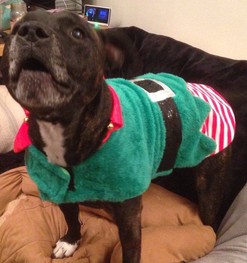 SpeedStyleAutos's tweet photo. #ReggieReckons “Best to practice those karaoke Christmas Carols before going public”
❄️ “... and get your car checked free for winter” ❄️
#wednesdaywisdom #christmas #winter #carols #staffygram #staffy #staffie #dog https://t.co/f0oNcWryHE