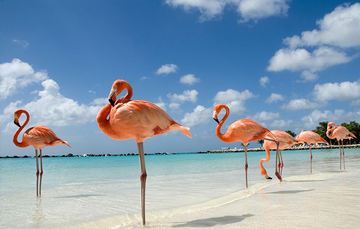 Schlappohrtv Warum Konnen Flamingos So Lange Auf Einem Bein Stehen T Co Nr1lzuozhq
