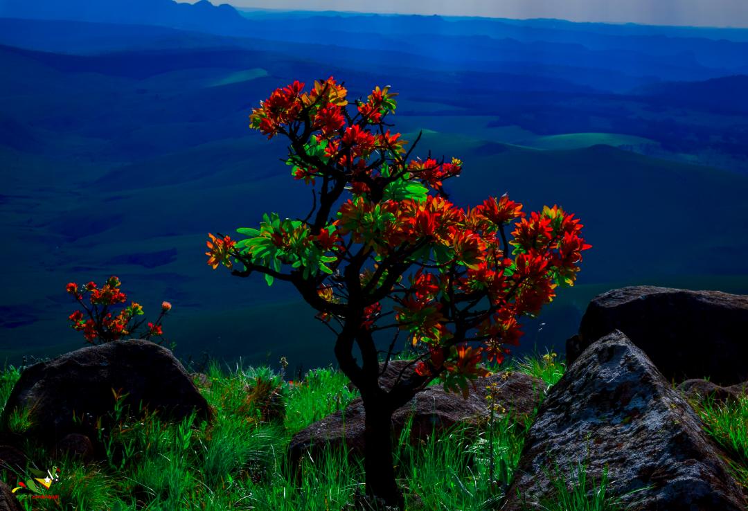 sam_in_zimbabwe's tweet photo. It's #Beautiful at the top😍🇿🇼
A few #photos from our recent #VisitZimbabwe #Nyanga #WeekendEscape
#Zimbabwe #Flag on top of #Zimbabwe's #HighestPeak - the #mysterious #MtNyangani #EasternHighlands #Africa #Trrvel #Adventure #Wanderlust https://t.co/f5zb4wKjTC