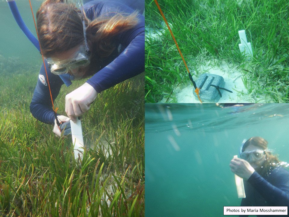 Kasper E Brodersen (@ke_brodersen) on Twitter photo Now published in print, Dec 6, 2017 (#openaccess): "Seagrass-Mediated Phosphorus and Iron Solubilization in Tropical Sediments". pubs.acs.org/doi/abs/10.102… #seagrass #nutrients #sediment #phosphorus #iron #Tropical #microbes <a href="/EnvSciTech/">Environmental Science & Technology Journals</a> <a href="/Carlsbergfondet/">Carlsbergfondet</a> Now published in print, Dec 6, 2017 (#openaccess): "Seagrass-Mediated Phosphorus and Iron Solubilization in Tropical Sediments". pubs.acs.org/doi/abs/10.102… #seagrass #nutrients #sediment #phosphorus #iron #Tropical #microbes <a href="/EnvSciTech/">Environmental Science & Technology Journals</a> <a href="/Carlsbergfondet/">Carlsbergfondet</a>