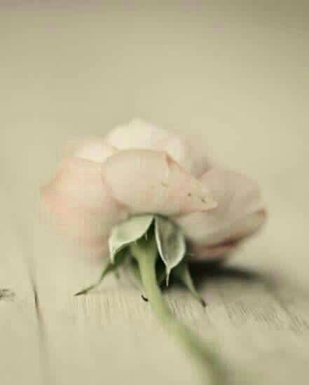 مؤلم أن تقف حائراً .. بين الكبرياء .. والحنين ...!