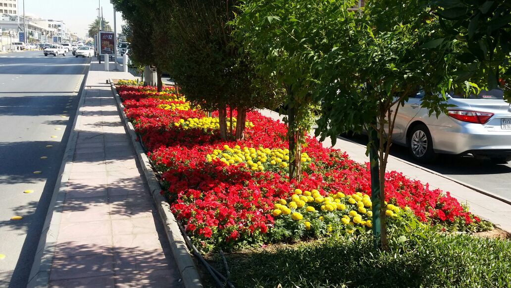 Amanatalriyadh's tweet photo. جانب من تزويد الطرق والشوارع في مدينة الرياض بزهور وشجيرات تضفي على الرياض المزيد من الجمال ..
#أمانة_منطقة_الرياض https://t.co/KUqMRWWRHf