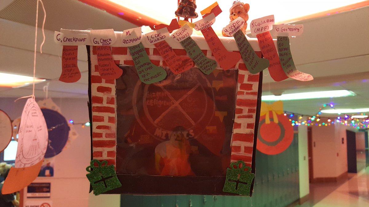 tsflick's tweet photo. AP Bio decks the science hall with cell cycle glee @CVSciTech https://t.co/VQuVYqBt6r