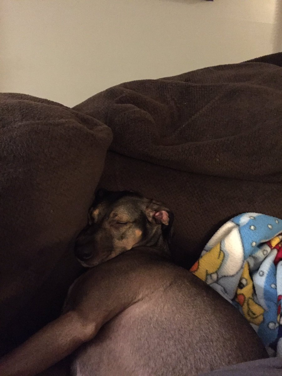 whippetmix's tweet image. Dis was shooo comfy.... I sleepy good