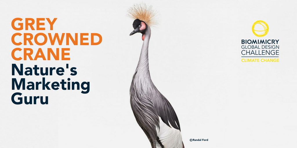 Just announced! The planet needs nature-inspired changemakers. Are you one of them? Join the <a href="/BiomimicryInst/">Biomimicry Institute</a>'s #Biomimicry Global Design Challenge challenge.biomimicry.org