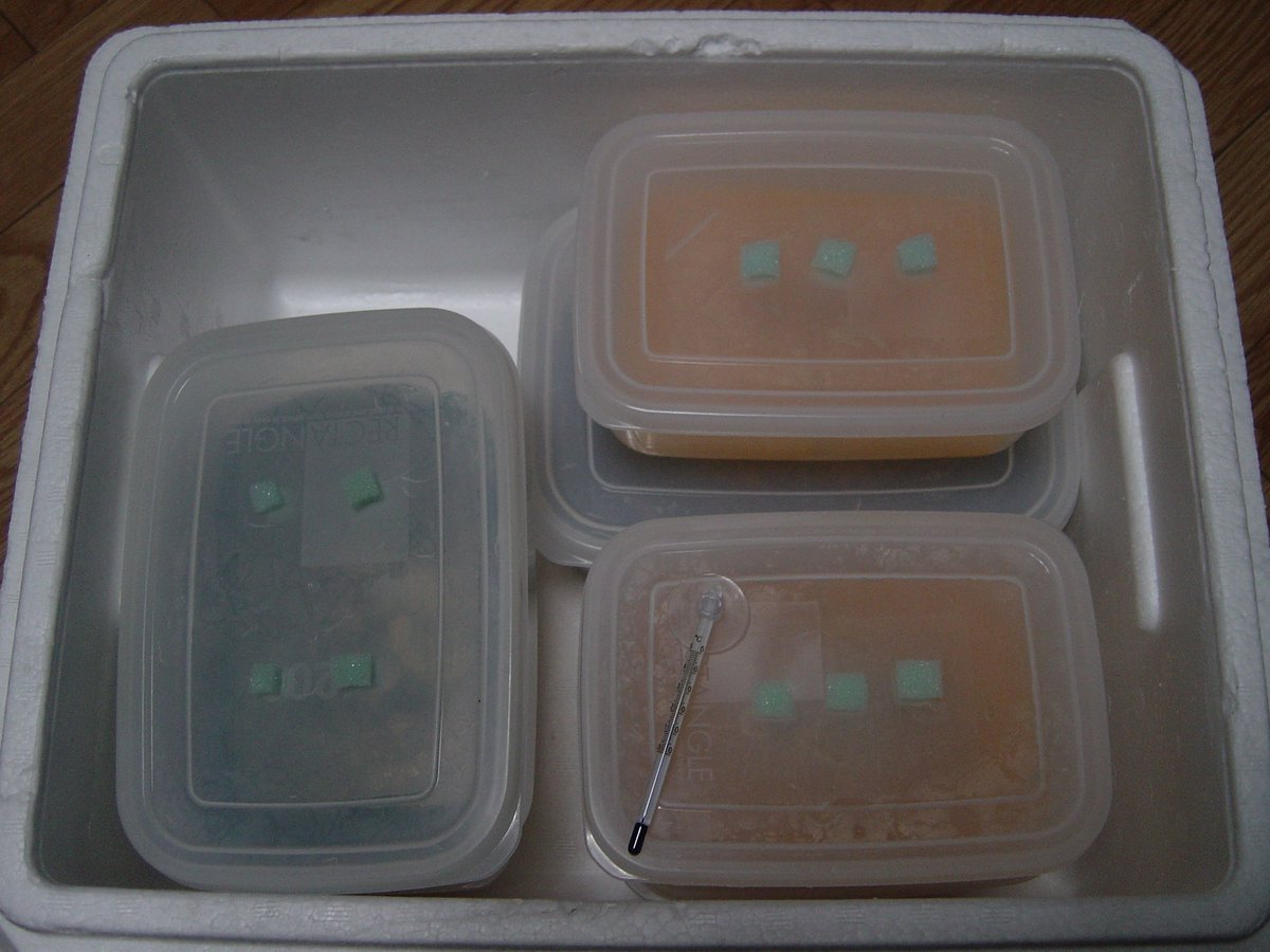 Marsh Na Twitteru 発泡スチロール箱で保温しているグリンダルワーム培養容器群 そのまま積み重ねると空気 穴に詰めてあるスポンジが押されてタッパーの中に落ちてしまいそうなので 空気穴用に切り刻んで使っているスポンジの不要な上層の不織布部分を有効活用して