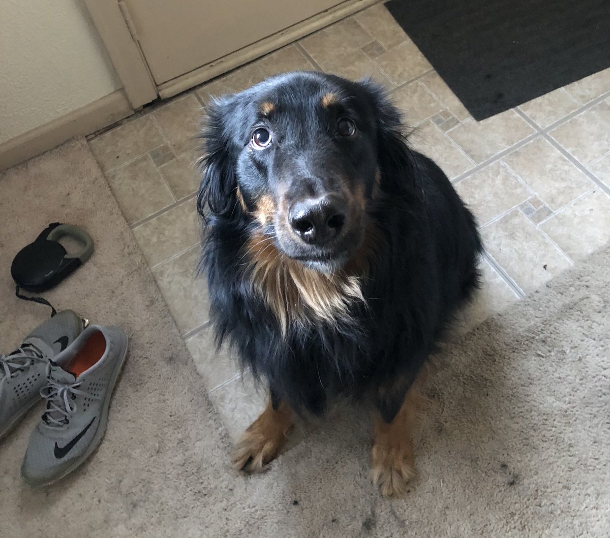 Coda-is-a-Goodboy tweet media
