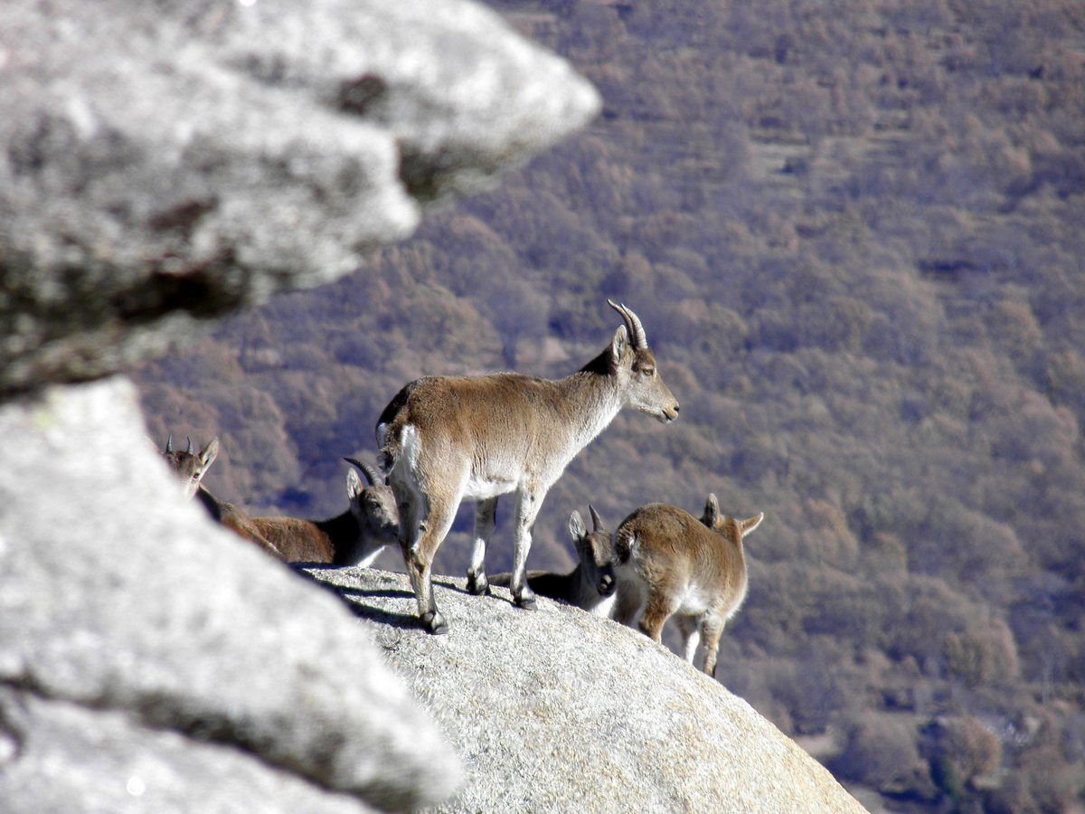 <a href="/AndandoGredos/">Andando Gredos</a> <a href="/_tablilla/">@La Tablilla</a> <a href="/gredosdaniel/">SOLES DE GREDOS</a> <a href="/Gredos_/">Gredos</a> <a href="/gredosesmas/">TurismoGredos</a> @ImagenGredos <a href="/curra36/">galatea</a> <a href="/EnjoyGredos/">Enjoy Gredos</a> <a href="/gredosesvida/">Sierra de Gredos</a> <a href="/senderosrurales/">Senderos Rurales</a> <a href="/SienteCyL/">Siente Castilla y León</a> <a href="/CrossPastores/">CrossdelosPastores</a> <a href="/LugarESRuralES/">Lugar*ES Rural*ES 🍀</a> <a href="/juanjo_soria/">jjSoria</a> <a href="/Rstlaplata/">Restaurante la plata</a> <a href="/ElHornillo_Gre2/">ElHornillo Gredos</a> <a href="/BasurdeEditions/">Basurde Editions</a> <a href="/clipper_bar/">Clipper</a> #FelizMiercoles