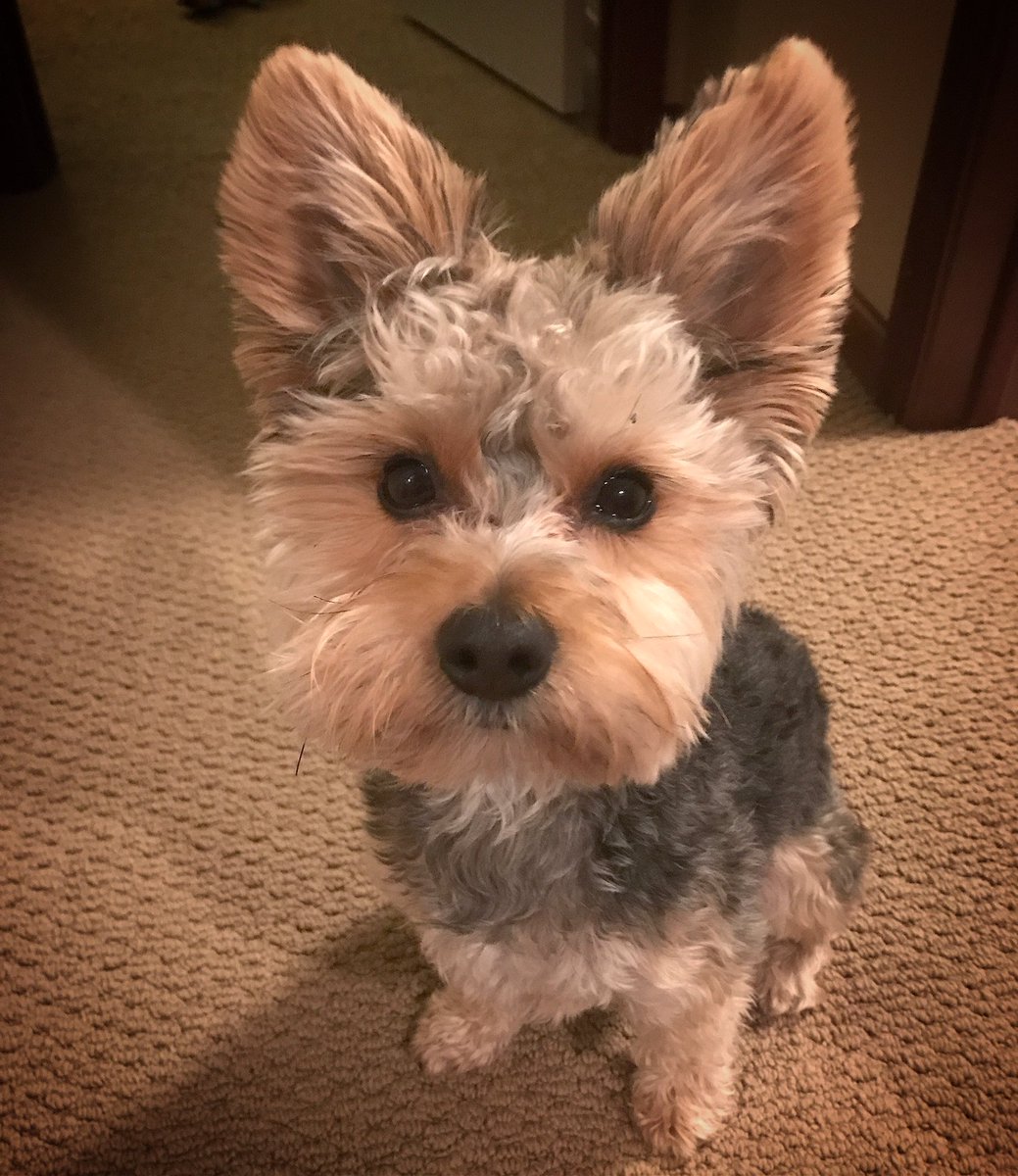 Wicket The Morkie tweet media