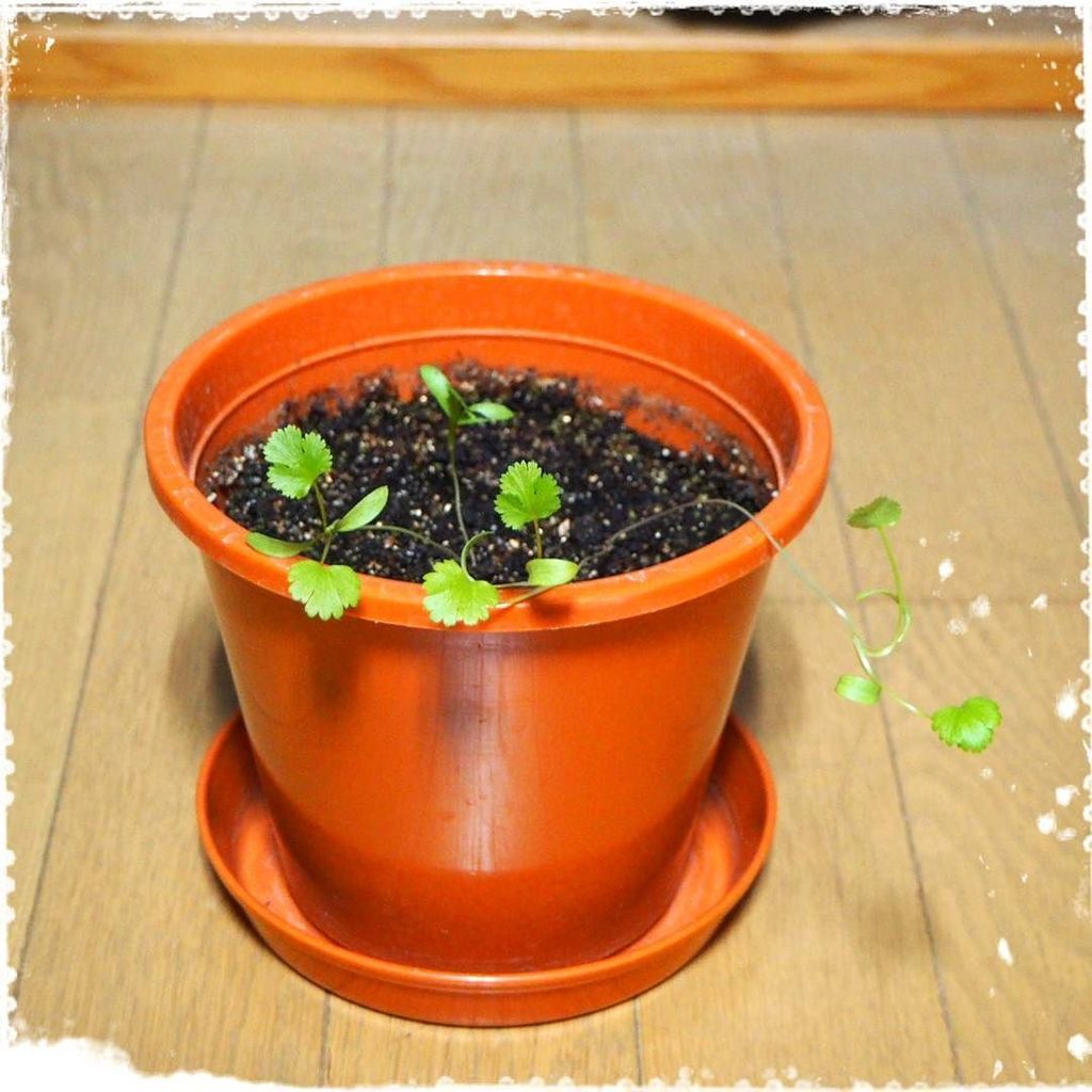 ふーち 𝑓𝑢𝑐ℎ𝑖𝟛𝟚𝟞 17 12 06 あまりにひょろひょろなので 肥料をあげてみた もう少ししっかりした子に育つといいな Weloveパクチー このまま栽培セット T Co Jmkbg68vda T Co Kysekpyrh5 Twitter