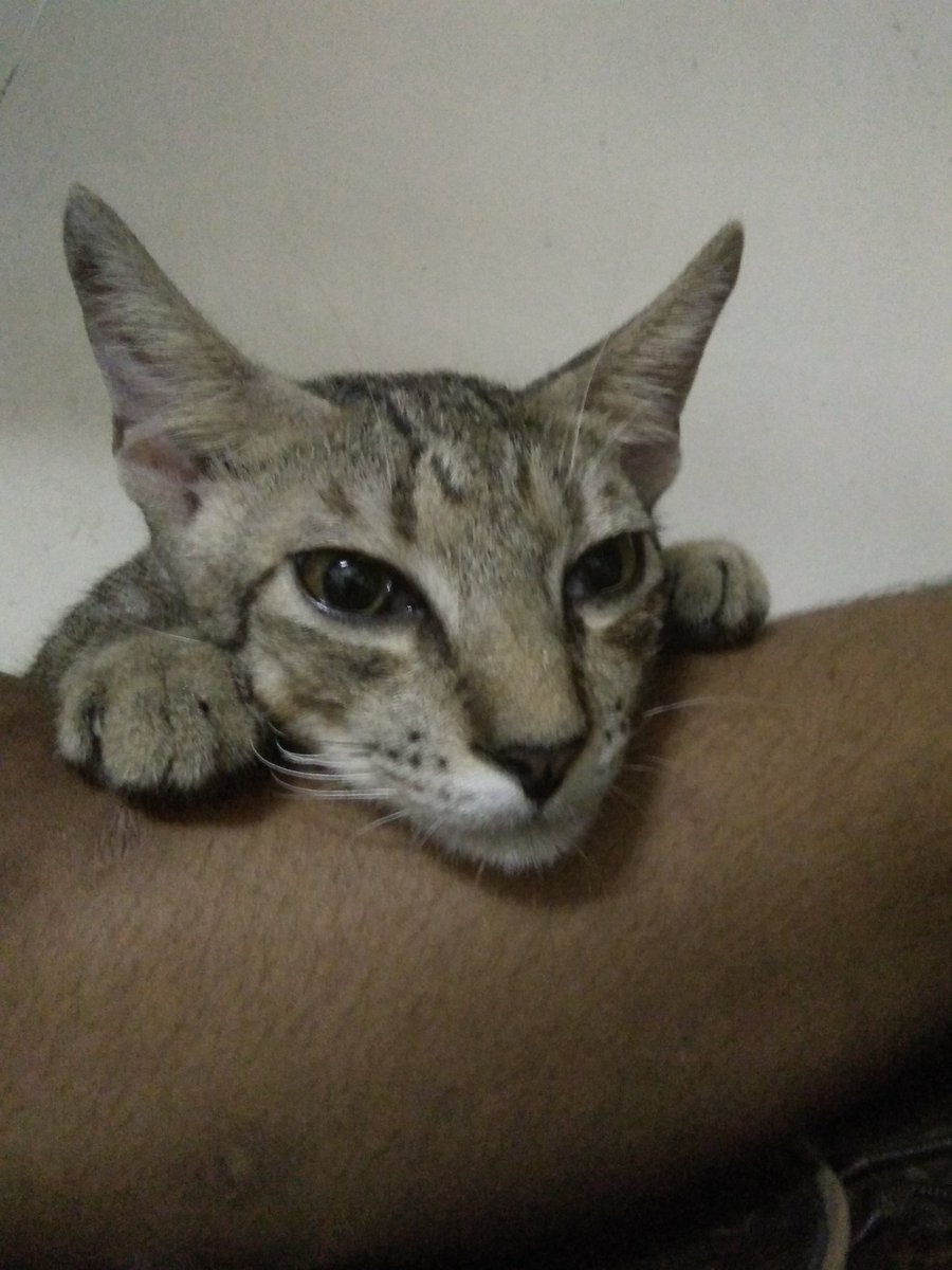 ShooktHuman's tweet image. So my cat wants to join the #MyDaySelcaDay  father and son 😂😂