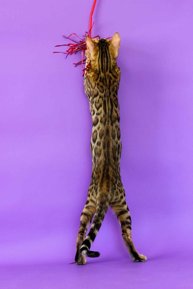 Federicoluppi01's tweet photo. Beautiful Kitten ~  Brown Spotted Female Available
Kittens Pictured at 15 weeks https://t.co/WFv8L3hwXY