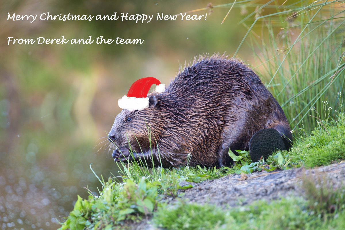 WildlifePhotosDevon tweet media