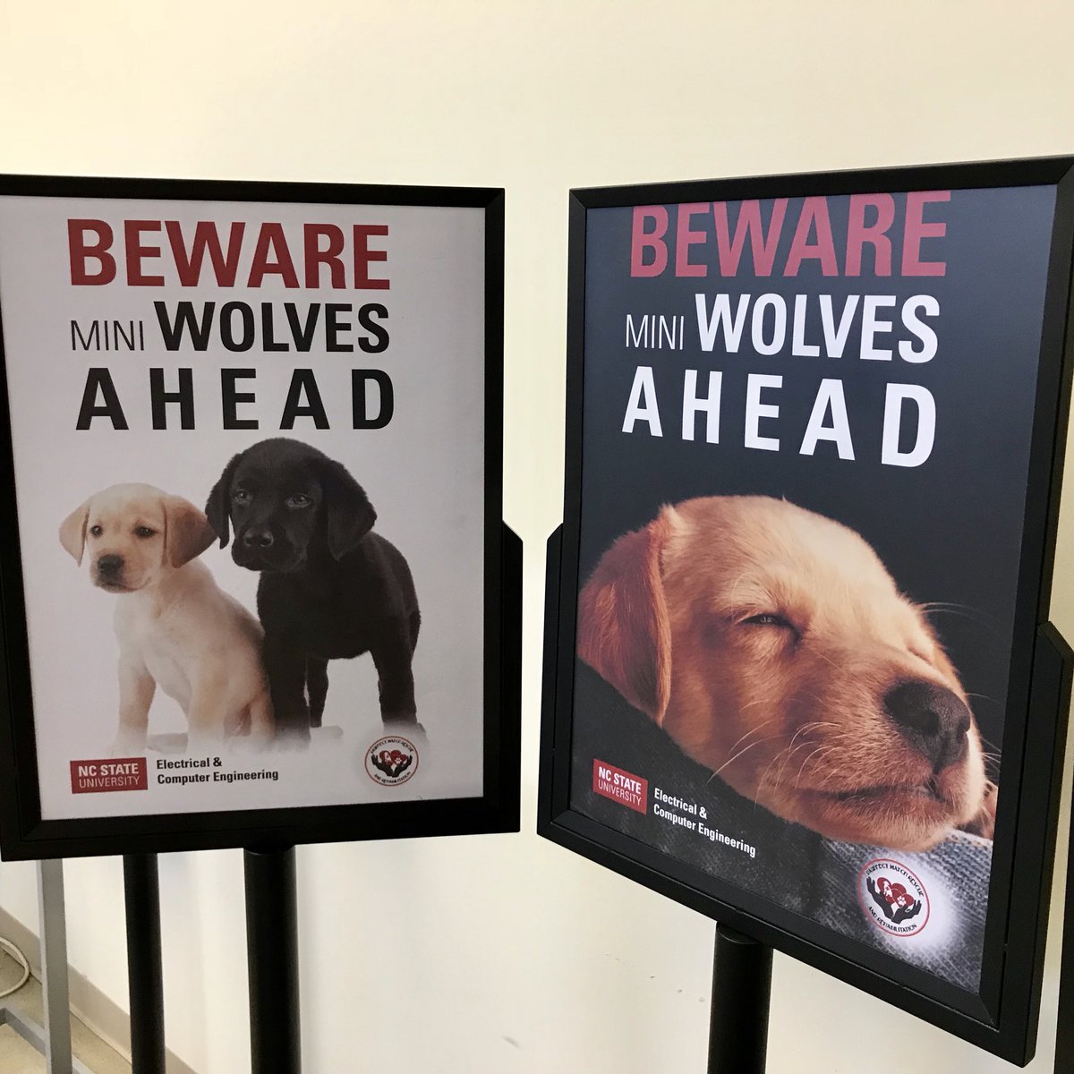 ncstateece's tweet photo. Come pet puppies this afternoon in EB2 - de-stress from exams and pamper a mini wolf! All @NCStateEngr student invited -
@cscncsu, @ncstatemae, @NCStateISE, @NCStateNuclear, @UNCNCSUBME, and @NCStateCCEE https://t.co/jHd1tlHswd