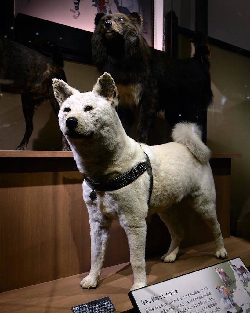 ট ইট র たがた 国立科学博物館日本館の2階に鎮座まします忠犬ハチ公 剥製 後ろは南極観測隊で有名なジロ ハチ公 剥製 秋田犬 Hachi ジロ 樺太犬 Stuffeddog Stuffedanimal T Co Sklkwj0dwm T Co 4mscpi5zne