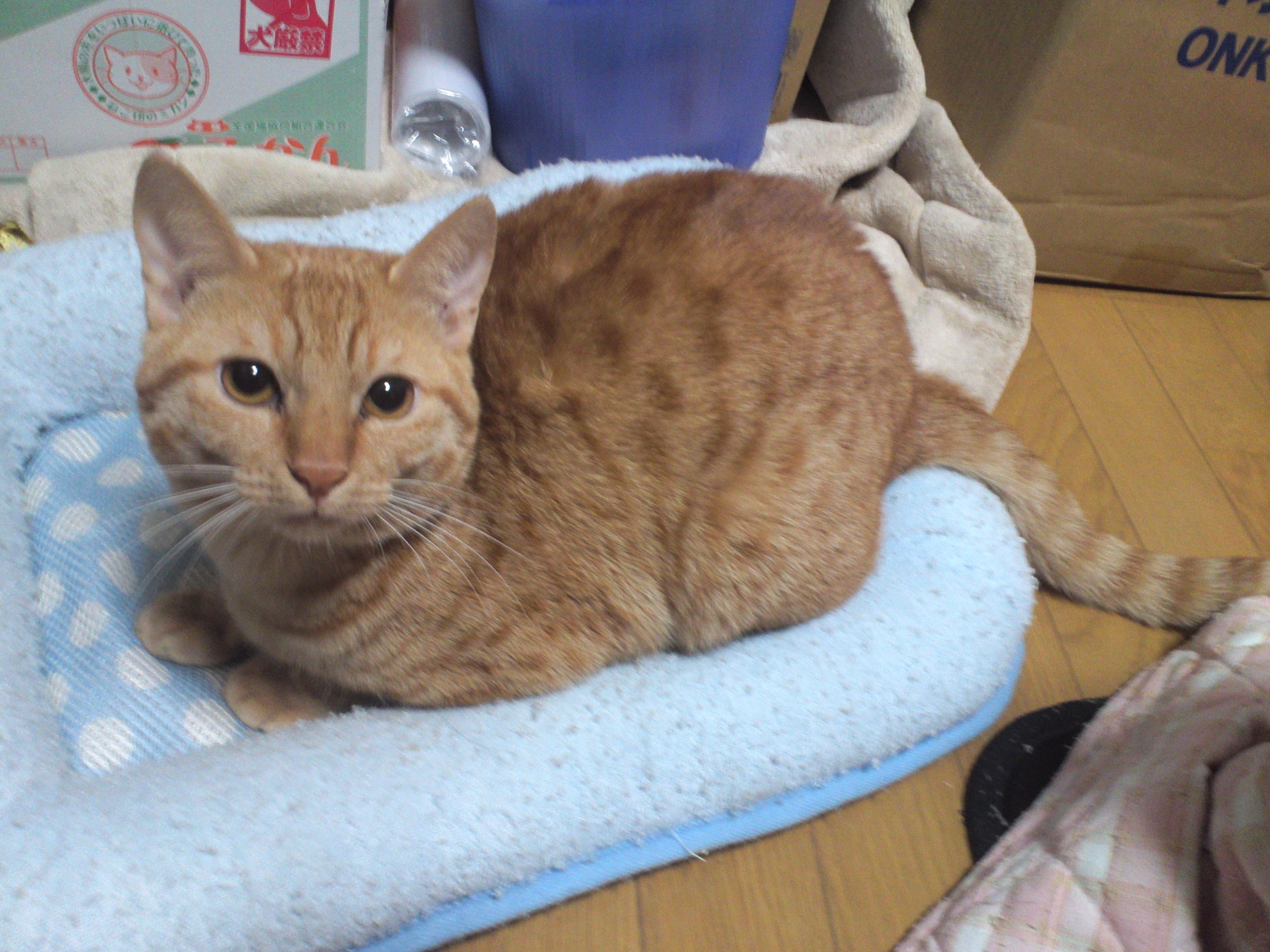 茶トラ 猫が11月22日 水 の夜１０時位に家を出てから戻ってきません 茶トラ模様の オス猫３歳 体重4 5 首輪なし しっぽは長い 右後ろ足に手術痕 少しよろけたように歩きます 横浜市泉区 松風学園近辺の方 情報がありましたらお願いします