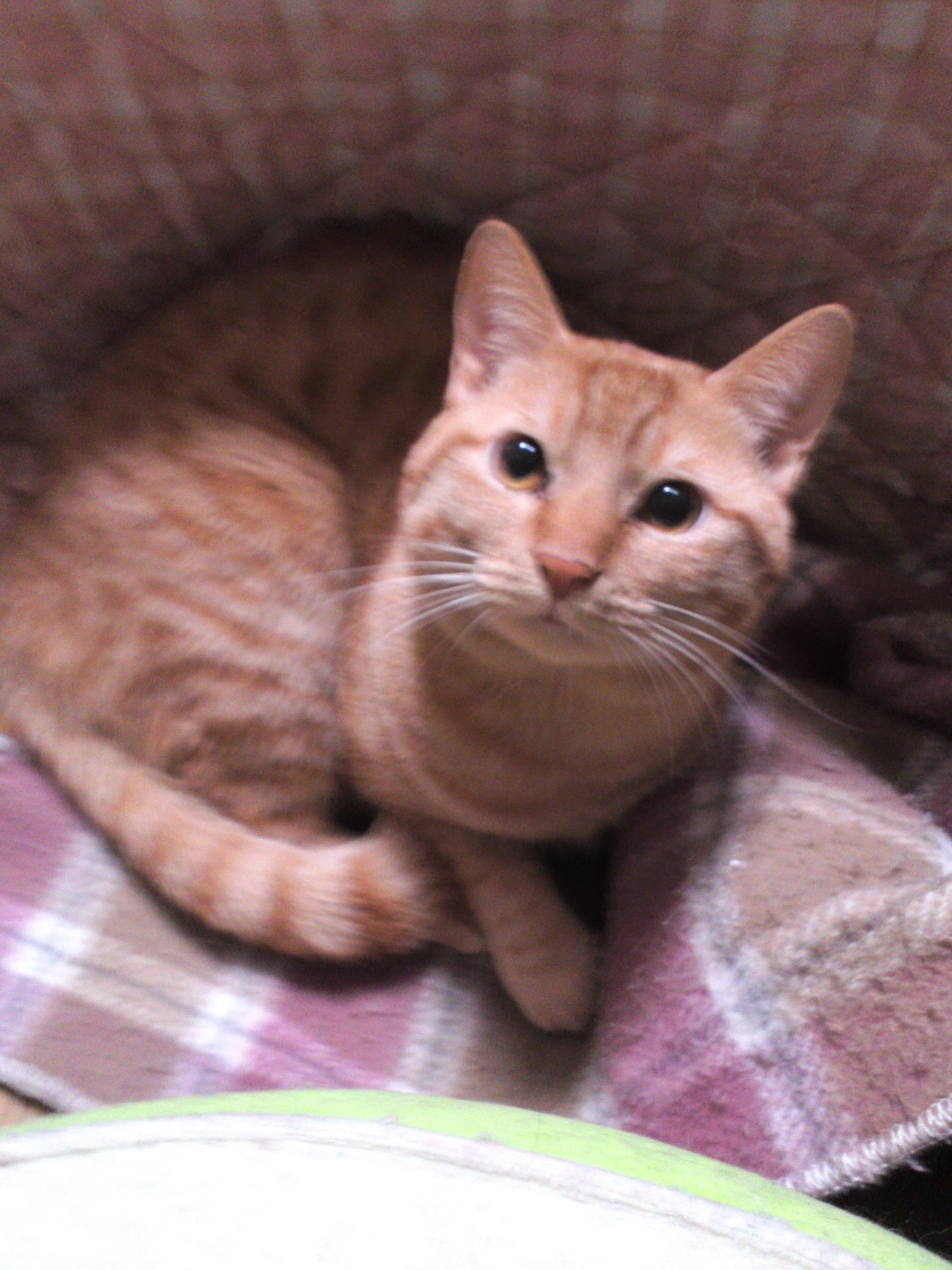 茶トラ 猫が11月22日 水 の夜１０時位に家を出てから戻ってきません 茶トラ模様の オス猫３歳 体重4 5 首輪なし しっぽは長い 右後ろ足に手術痕 少しよろけたように歩きます 横浜市泉区 松風学園近辺の方 情報がありましたらお願いします