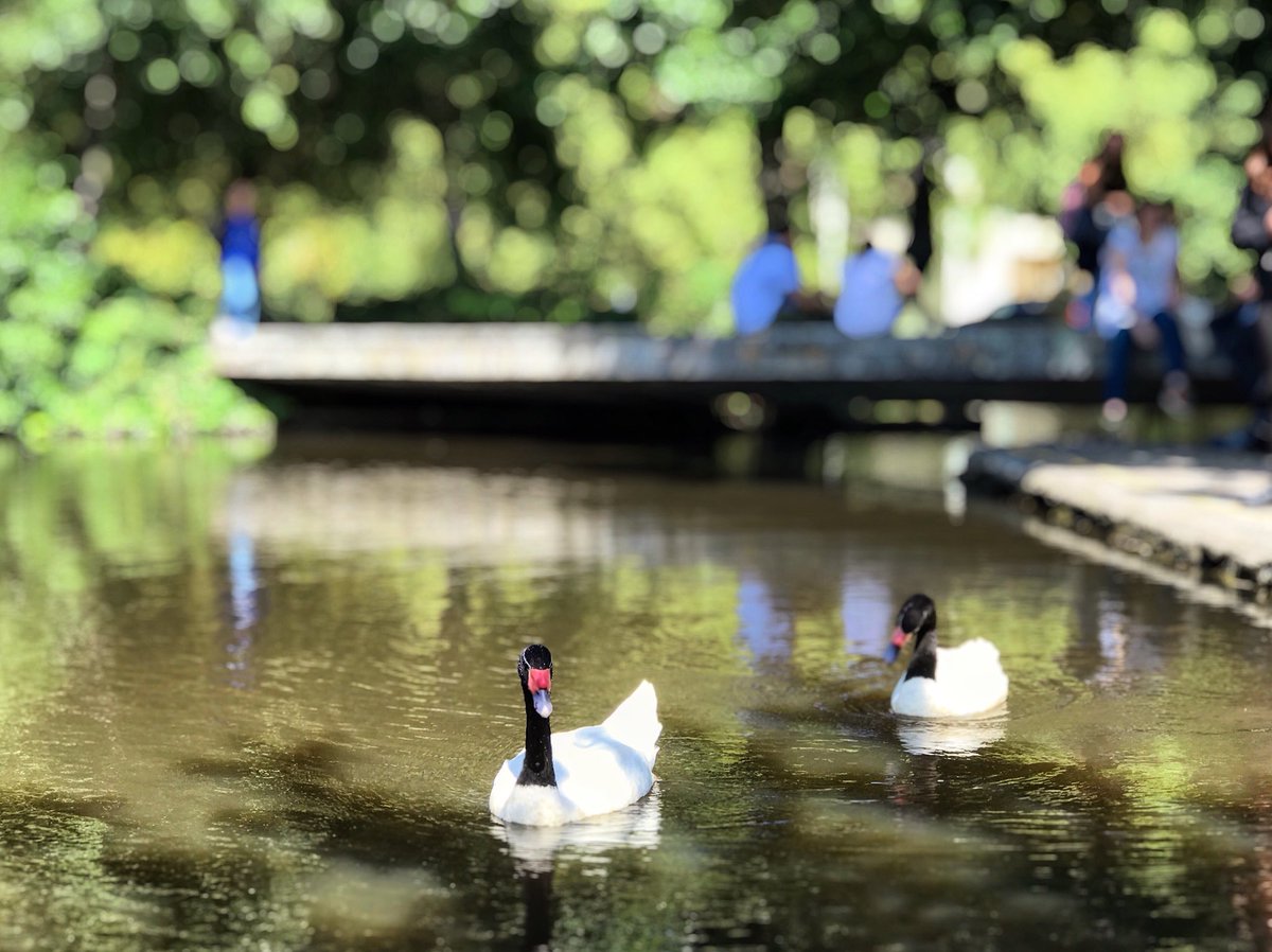 Universidad De Concepcion On Twitter Compartimos Imagen Capturada Esta Tarde En La Laguna Los Patos De Nuestro Campus Y Los Invitamos A Seguir A Panoramaudec En Instagram Facebook Y Twitter Para Conocer