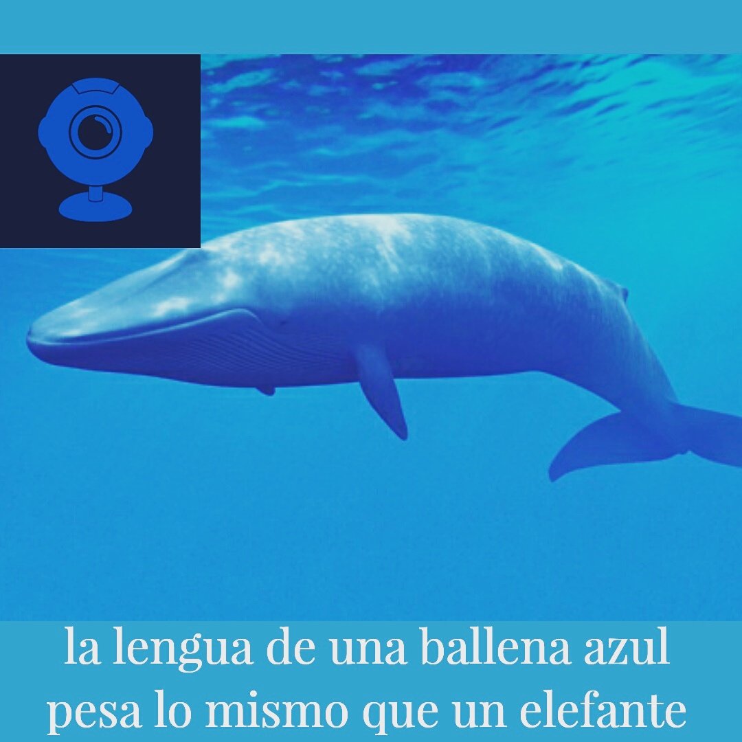 Wow, mi lengua pesa lo mismo que una piedra, y ahora imaginense cargar con un elefante en la boca😮
Cuentame: ¿has visto a una ballena azul?
.
#sercuriosotv #curiosos #curioso #curiosidades #news #datoscuriosos #ballenaazul #ballenas #miercolesdeganarseguidores #SIGUEMEYTESIGO