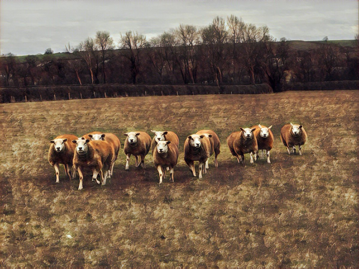 Which filter looks best? <a href="/BritishTexel/">British Texel Sheep</a> #texel #pedigree #whatido